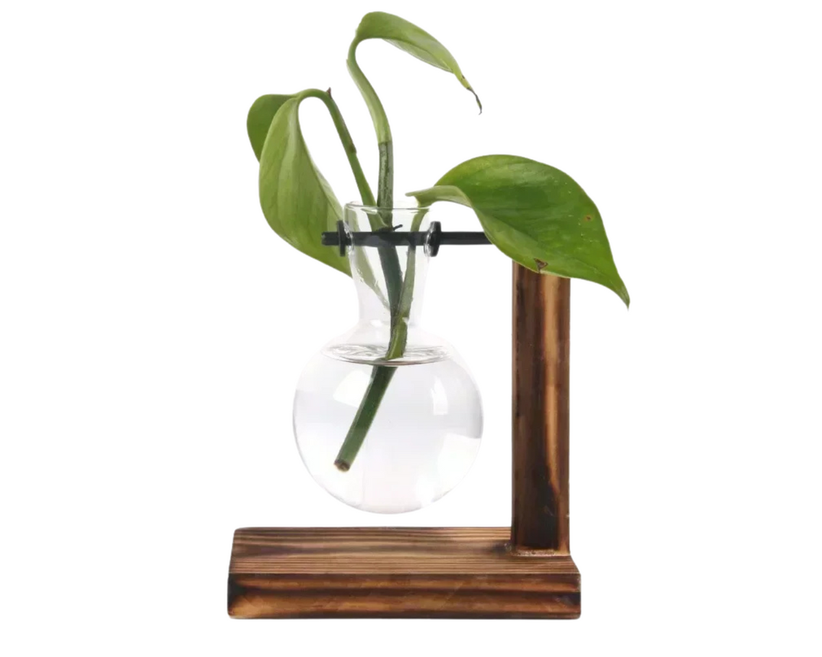 Vaso de Vidro para Plantas Hidropônicas