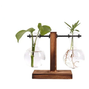 Vaso de Vidro para Plantas Hidropônicas