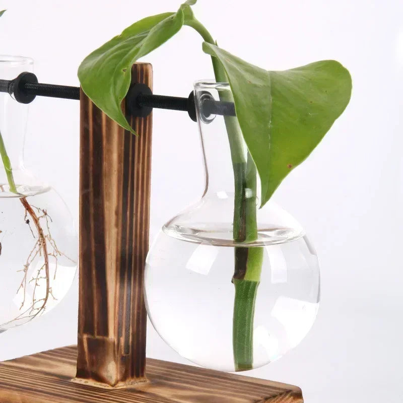 Vaso de Vidro para Plantas Hidropônicas