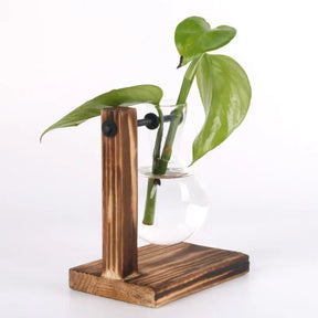 Vaso de Vidro para Plantas Hidropônicas