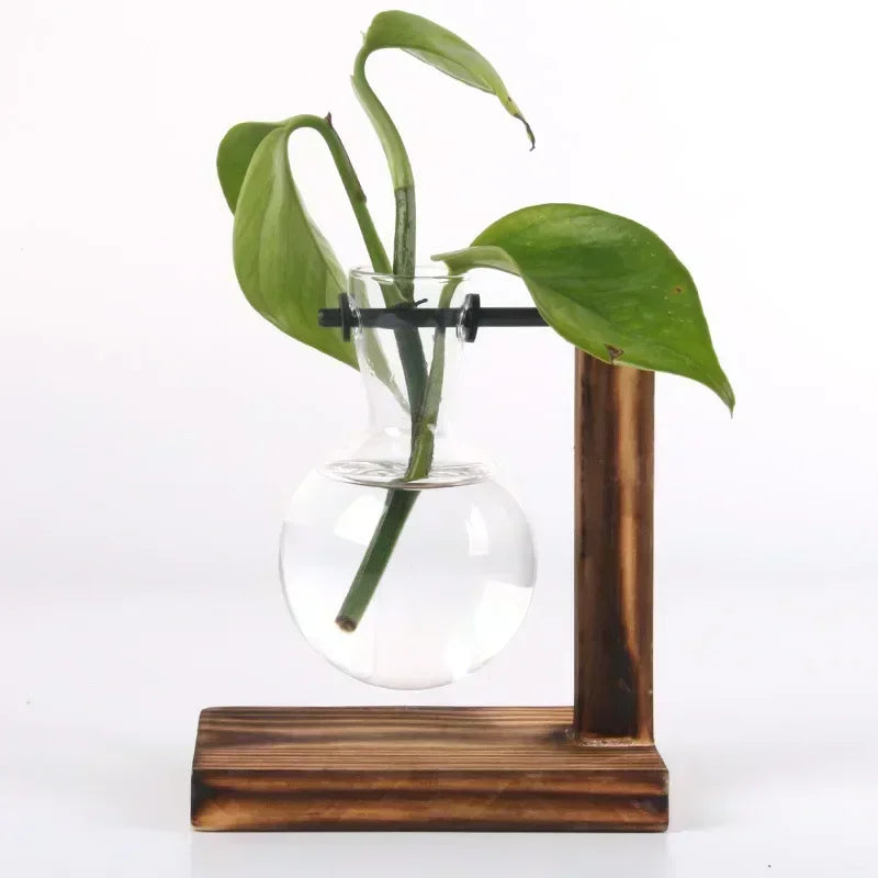 Vaso de Vidro para Plantas Hidropônicas